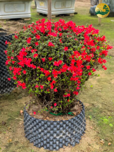 Ý nghĩa của cây Hoa đỗ quyên theo từng vị trí 