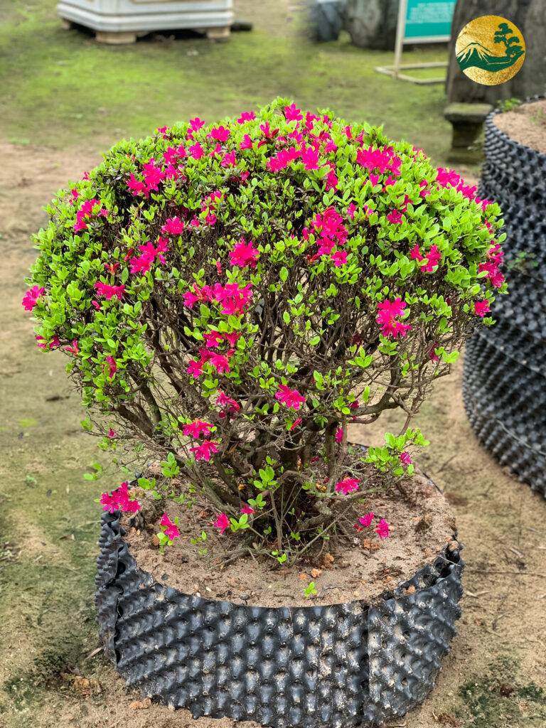 Hoa đỗ quyên thích hợp nhất với những người mệnh Hỏa, Kim, Thổ