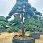 Đôi nét về cây Tùng La Hán