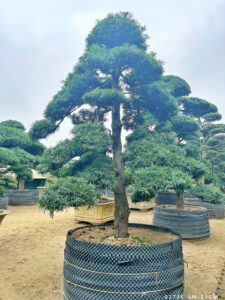 Đôi nét về cây Tùng La Hán