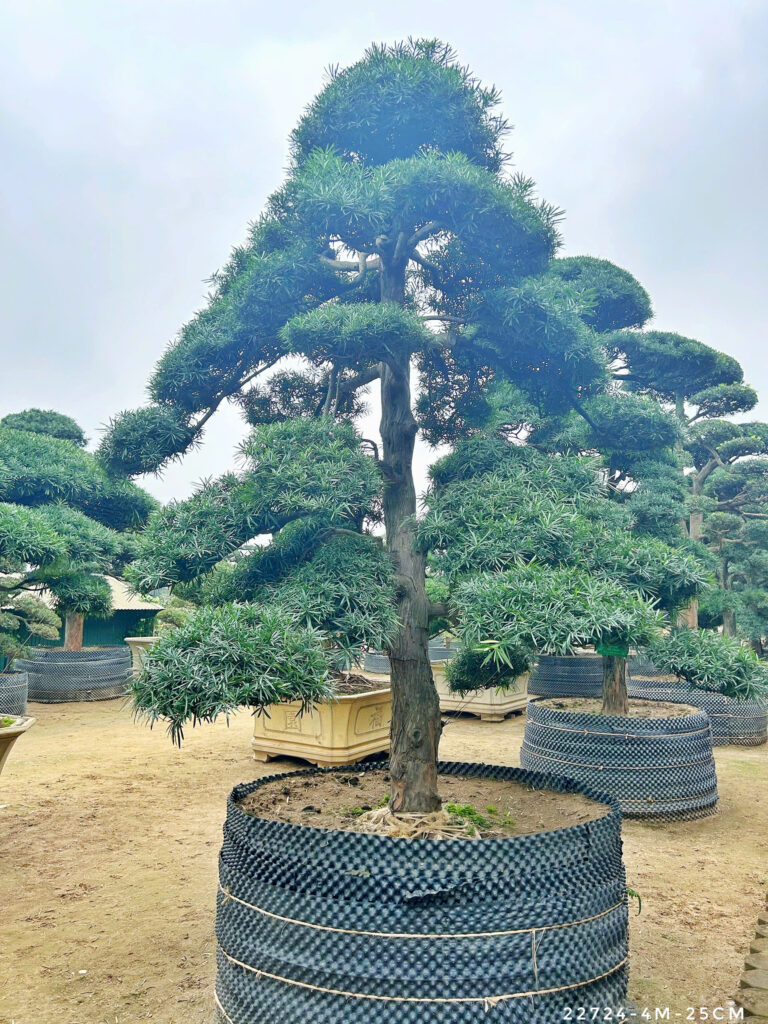 Đôi nét về cây Tùng La Hán