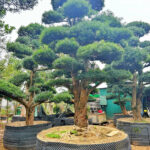 Hướng dẫn cách tạo dáng tùng la hán dáng trực