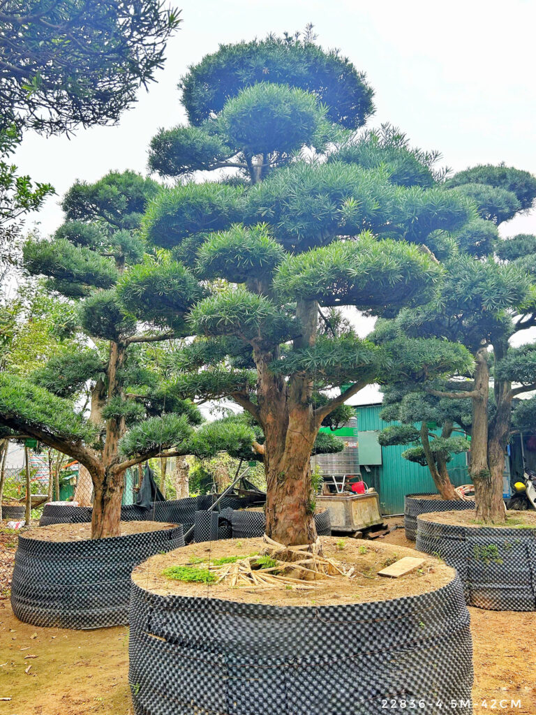 Hướng dẫn cách tạo dáng tùng la hán dáng trực