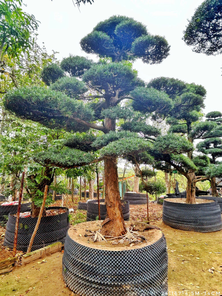 Tổng quan về Tùng La Hán, các loại cây Tùng La Hán