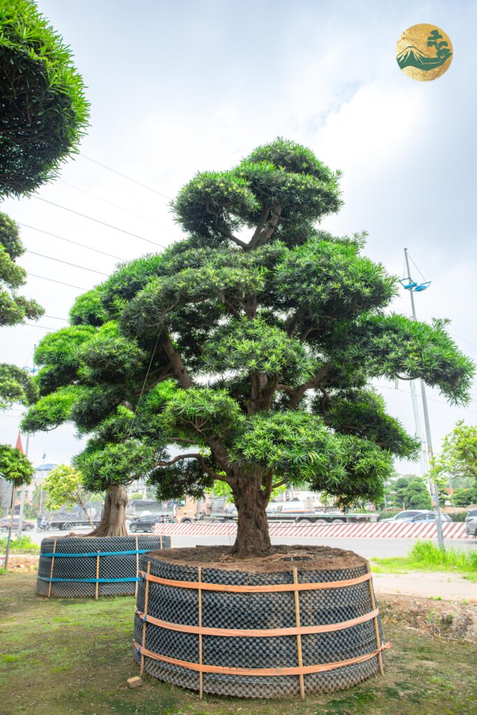Đặc điểm và ý nghĩa của cây Tùng La Hán Nhật Bản