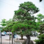 Đôi nét về cây Thông đen Nhật Bản