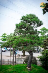 Đôi nét về cây Thông đen Nhật Bản