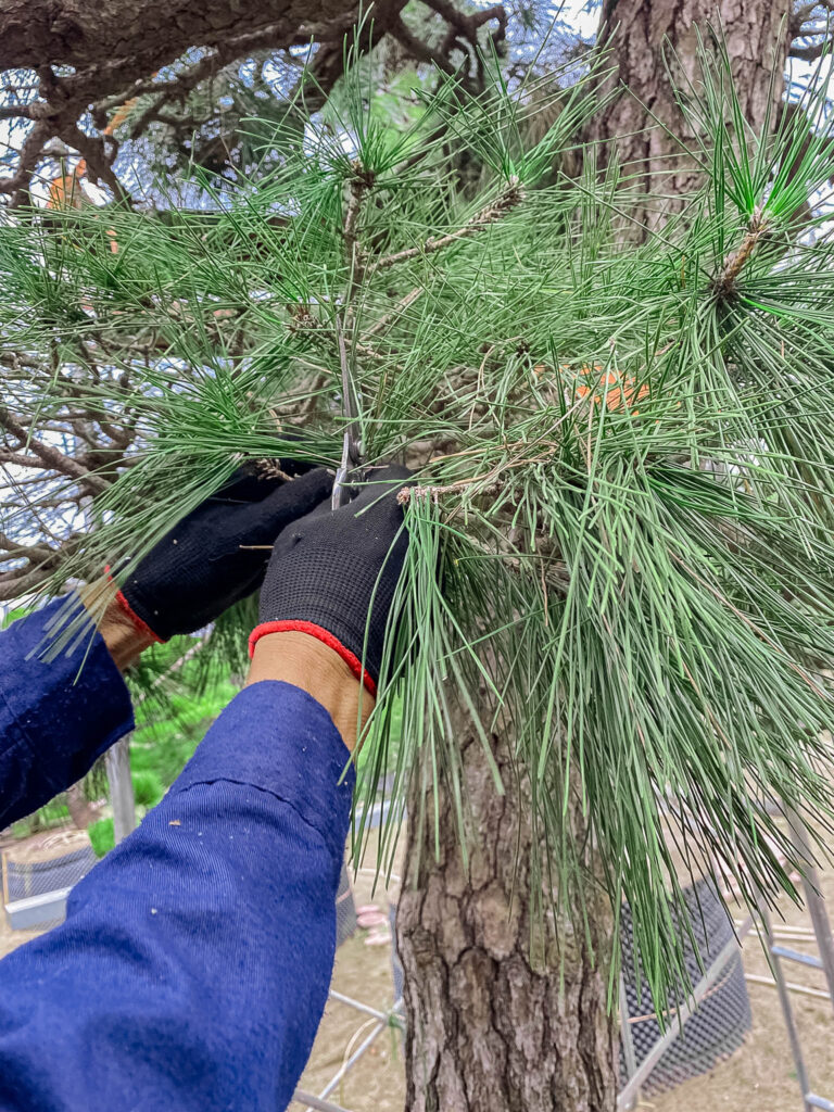 Quy trình chăm sóc cây Thông đen Nhật Bản chuẩn Nhật