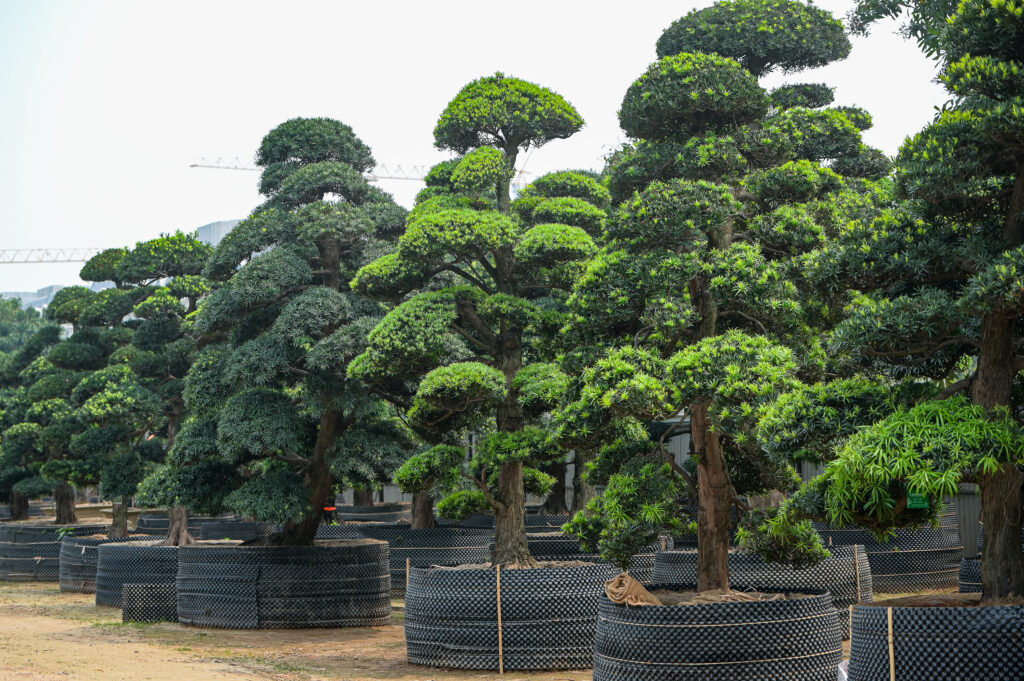 Cây Tùng La Hán hợp với tuổi nào?