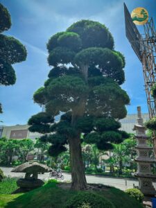 Ý nghĩa biểu tượng của cây Tùng La Hán