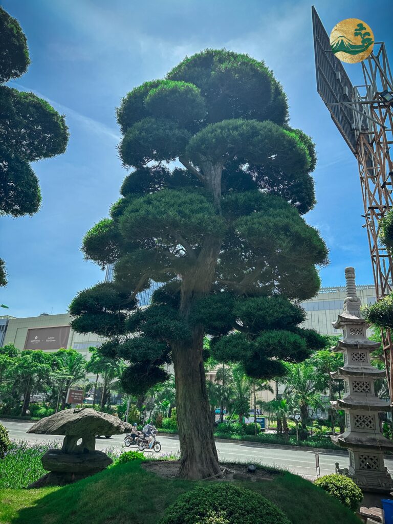 Ý nghĩa biểu tượng của cây Tùng La Hán