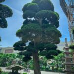 Giá trị đúng của cây Tùng La Hán cổ thụ Nhật Bản