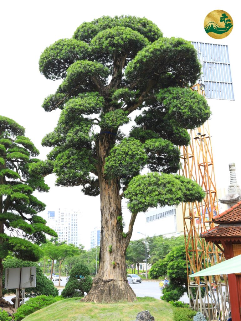 Toàn JP – Nơi hội tụ những "kiệt tác" Tùng La Hán độc bản