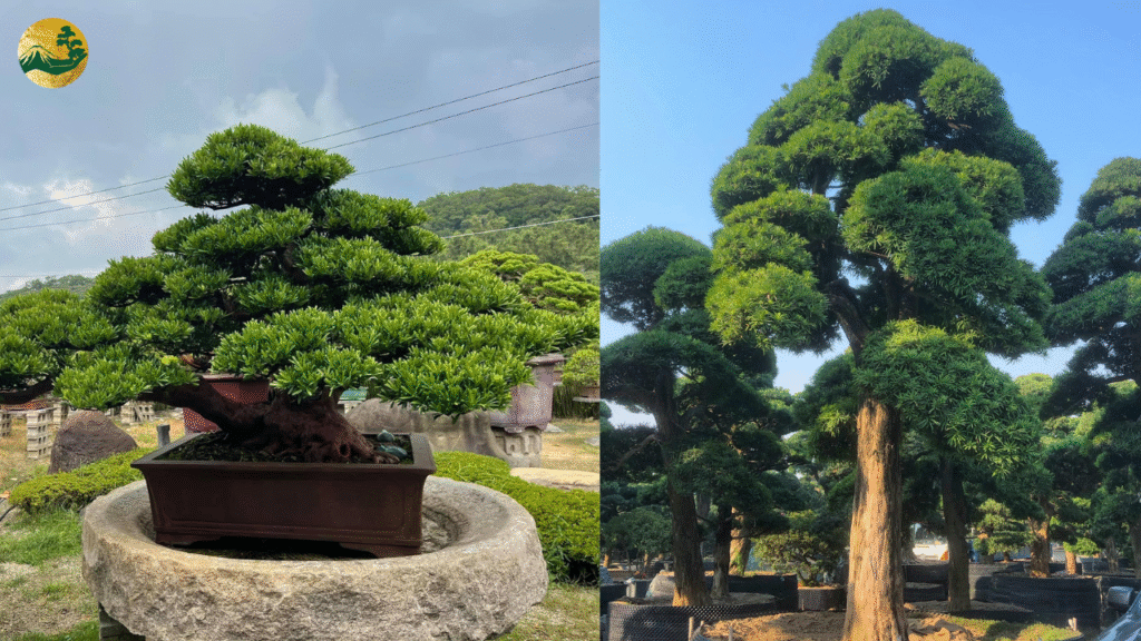 So sánh cây Tùng Kim Cương và Tùng La Hán, Tùng Đài Loan