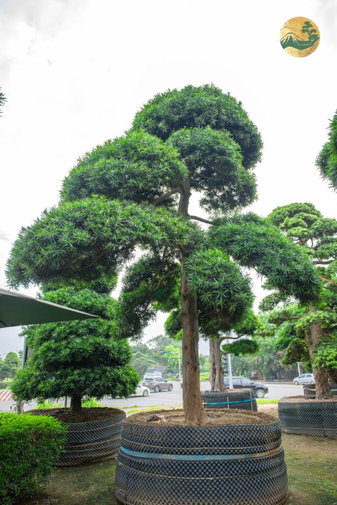 Đặc điểm của cây Tùng La Hán cao 2m