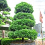 Báo giá cây Tùng La Hán cao 2m