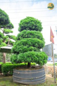 Báo giá cây Tùng La Hán cao 2m