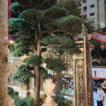 Nguyên tắc và cách trồng tùng La Hán trước nhà