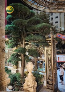 Nguyên tắc và cách trồng tùng La Hán trước nhà