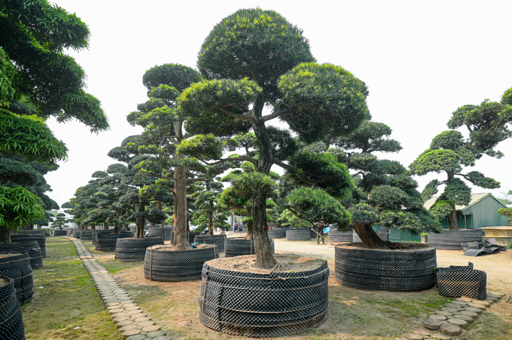 Những lợi ích chăm sóc cây Tùng La hán