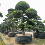 Những lợi ích chăm sóc cây Tùng La hán