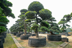 Những lợi ích chăm sóc cây Tùng La hán