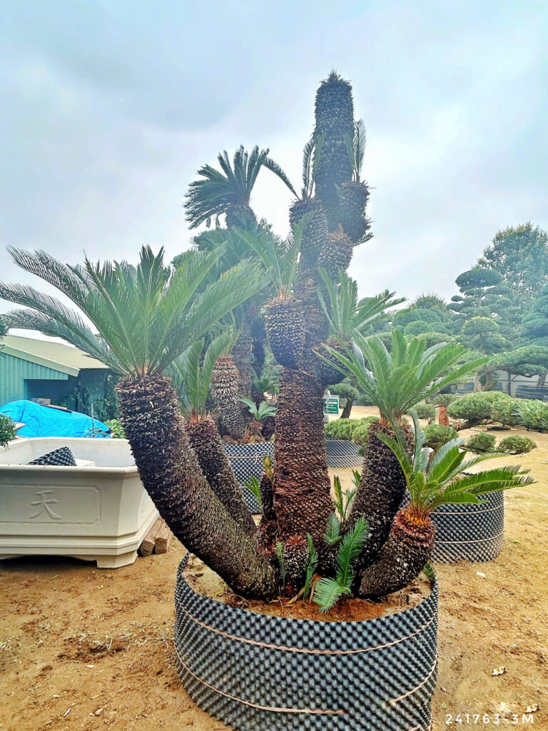 Cây vạn tuế hợp mệnh gì? tuổi gì?