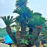 Vì sao nên chọn hệ thống vườn Tùng Toàn JP để mua cây cảnh?