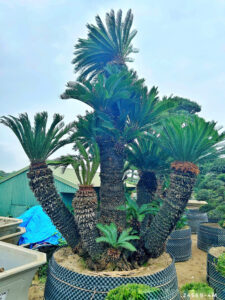 Vì sao nên chọn hệ thống vườn Tùng Toàn JP để mua cây cảnh?