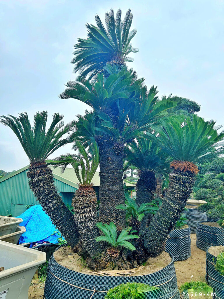 Vì sao nên chọn hệ thống vườn Tùng Toàn JP để mua cây cảnh?