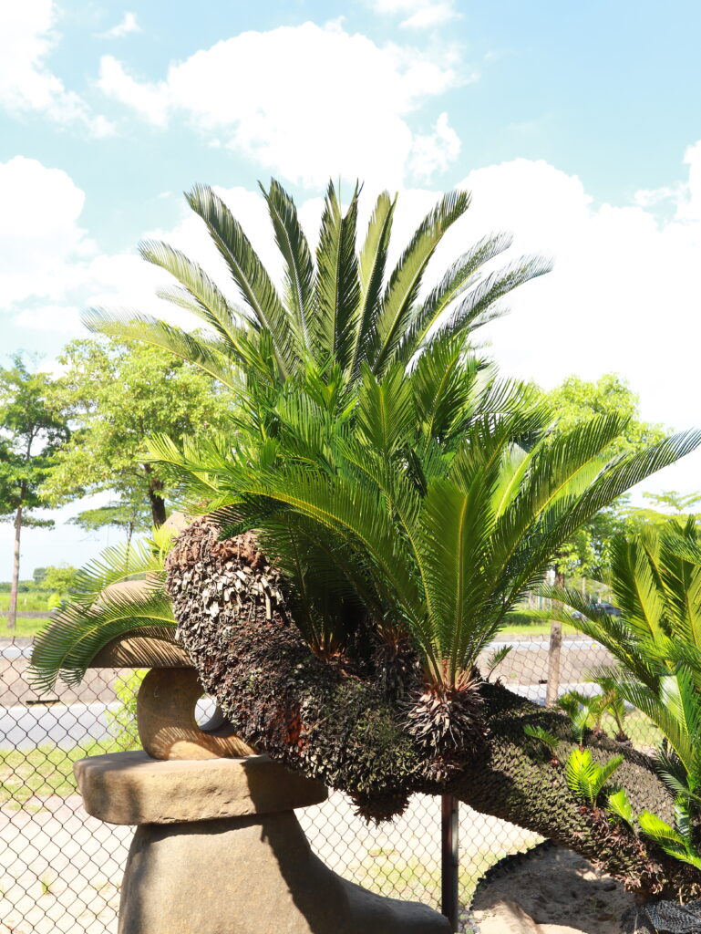 Có nên trồng cây vạn tuế trước nhà không