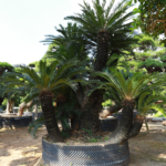 Lưu ý khi trồng cây Vạn Tuế trước nhà