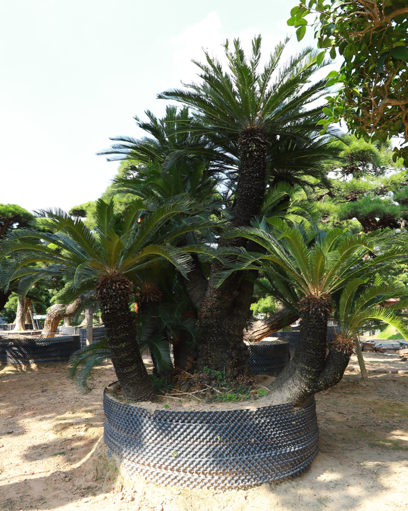 Lưu ý khi trồng cây Vạn Tuế trước nhà