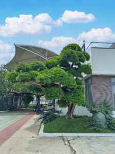 Các phong cách thiết kế sân vườn phổ biến hiện nay