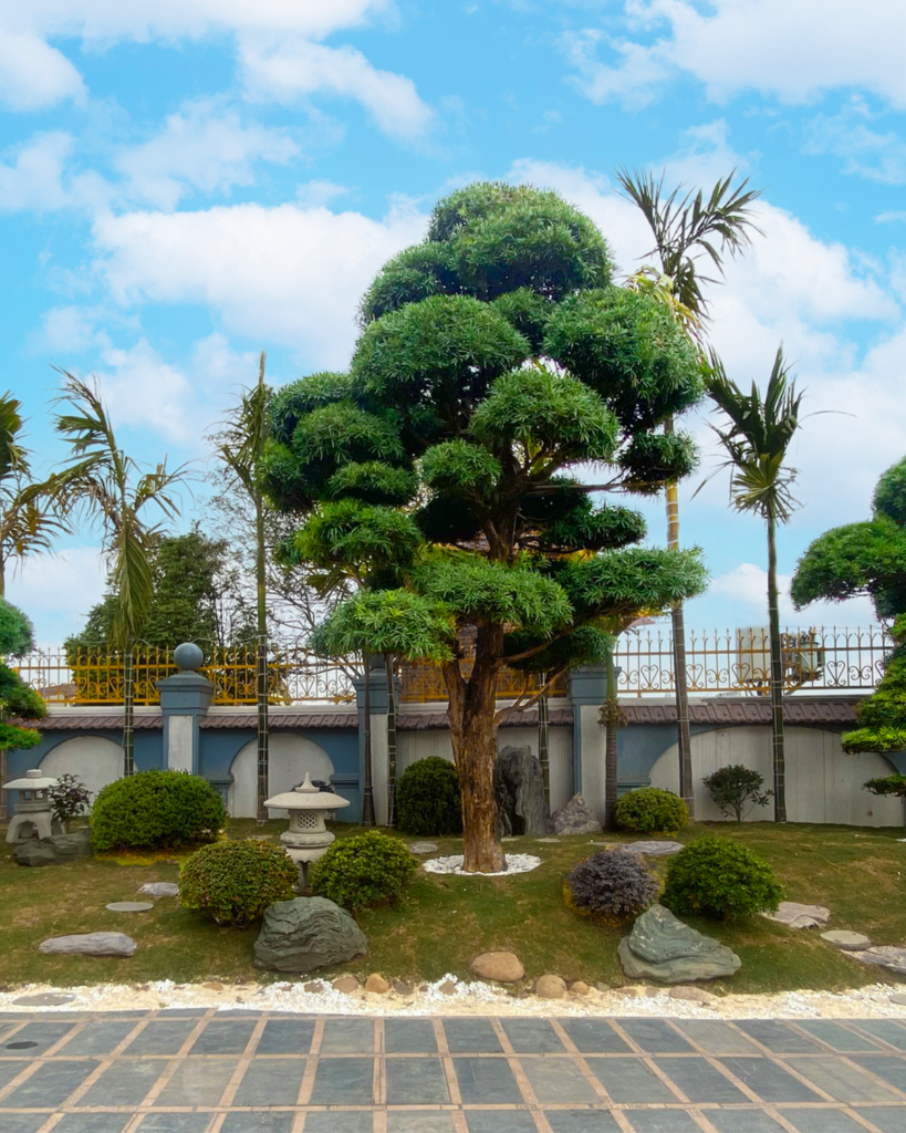 Ý nghĩa của cây Tùng với cảnh quan sân vườn