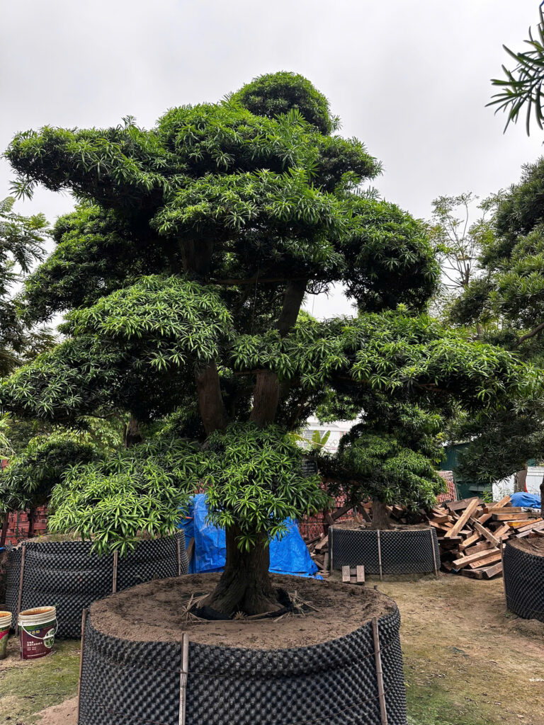 Nguồn gốc của cây Tùng La Hán