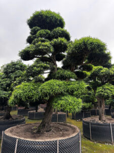 Cách chọn cây Tùng La hán dáng thế đẹp