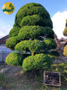 cây tùng cối toàn jp