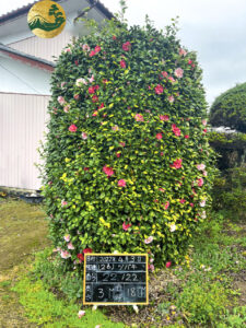 Hình ảnh cây hoa trà Nhật Bản