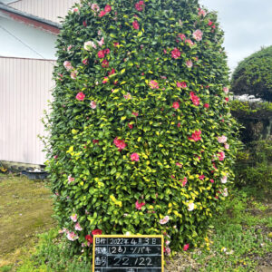 Hình ảnh cây hoa trà Nhật Bản