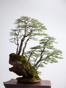 cây cảnh bonsai