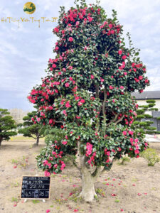 Cây hoa trà đỏ Nhật Bản