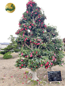 Cây hoa trà đỏ Nhật Bản
