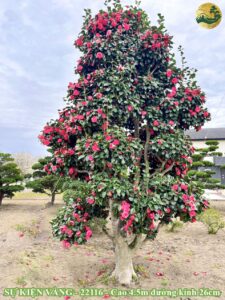 cây hoa trà hồng nhật bản