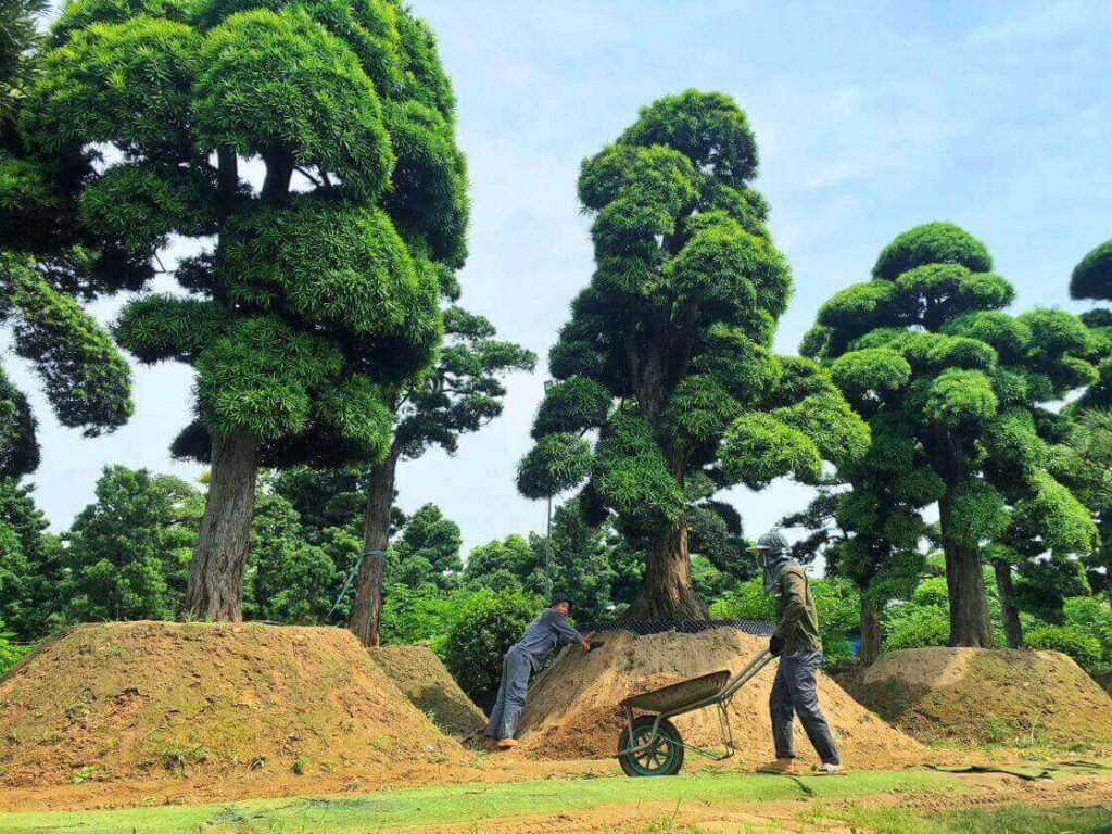 Thời gian trồng tùng la hán - Một số phương pháp trồng cơ bản