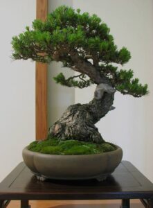 nghệ thuật cây cảnh bonsai