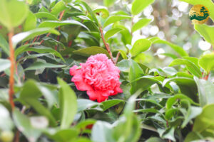 Hoa trà Nhật đỏ