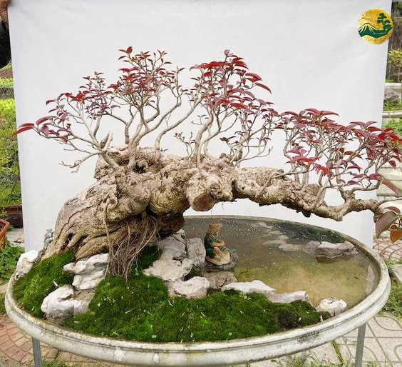Hệ thống Vườn tùng Toàn JP - Bonsai dáng hoành - Nghệ thuật tạo hình cây cảnh bonsai