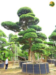 Hệ thống Vườn tùng Toàn JP - Cách chăm sóc cây tùng la hán vào mùa hè