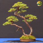 Hệ thống Vườn tùng Toàn JP - Dáng cây phụ tử và ý nghĩa trong nghệ thuật bonsai